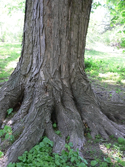 {Acer saccharum}